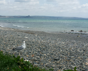 View at lunch over to St Michael's Mount. Gull eyeing up our sandwiches