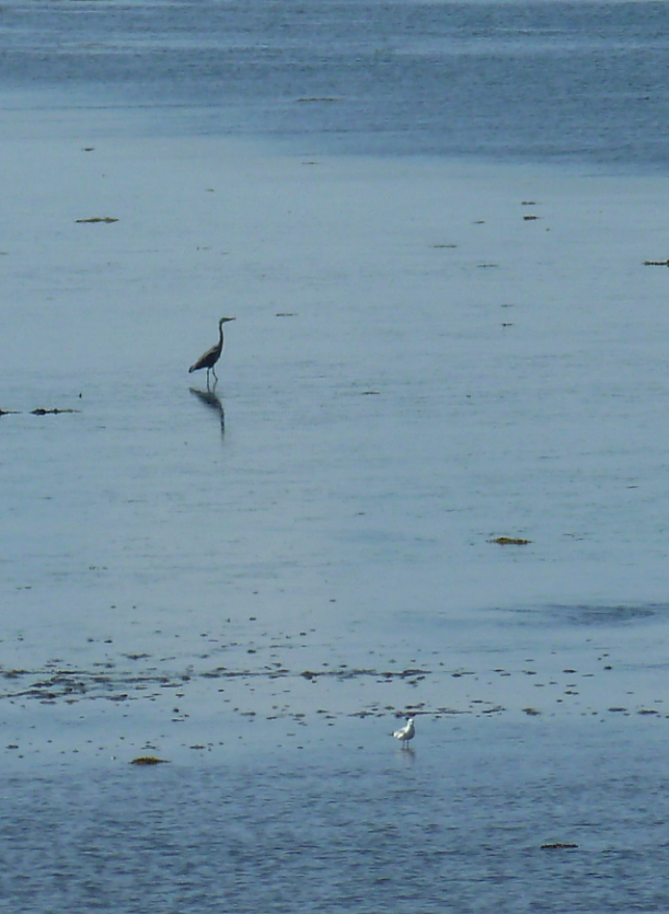Heron on the mud flats above the bridge on the Dornoch Firth