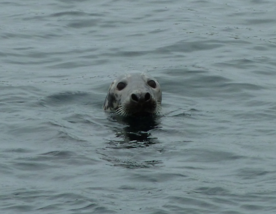 Seal keeping an eye on us
