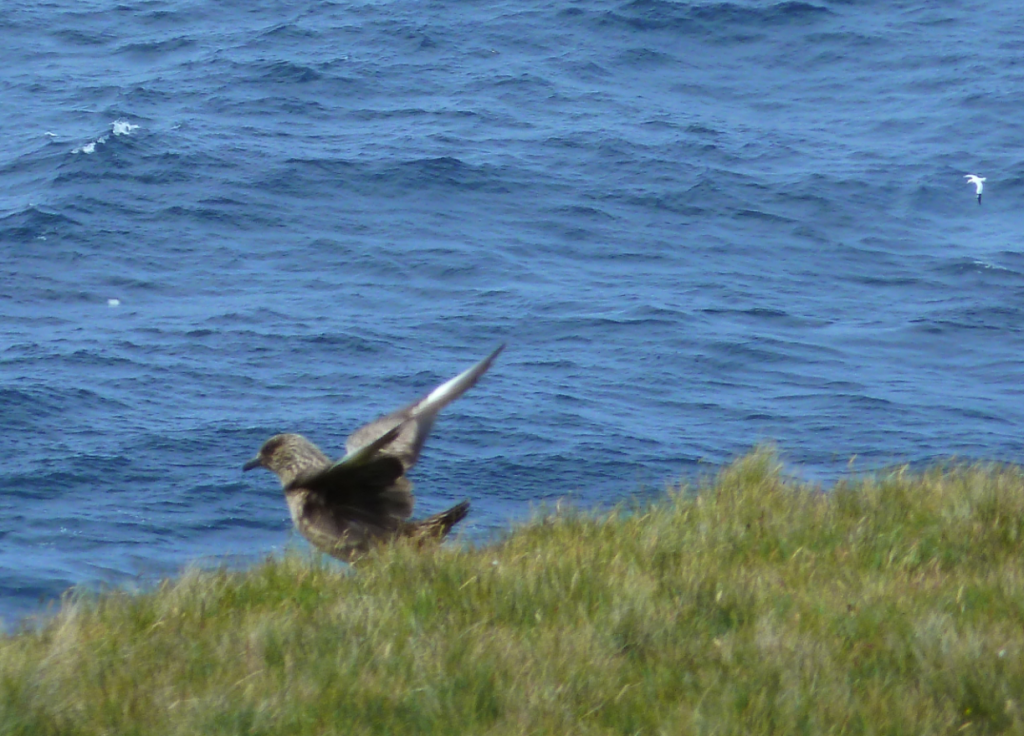 Posturing Great Skua