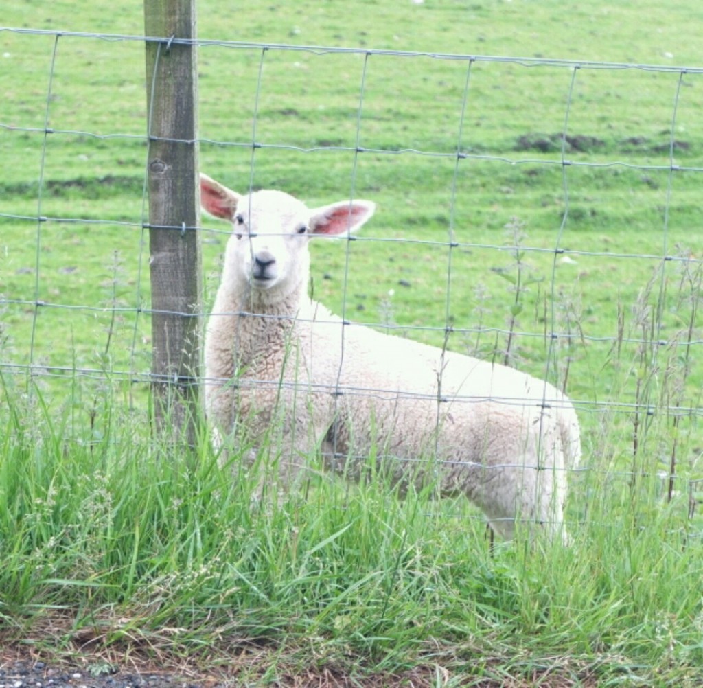 Damp lamb