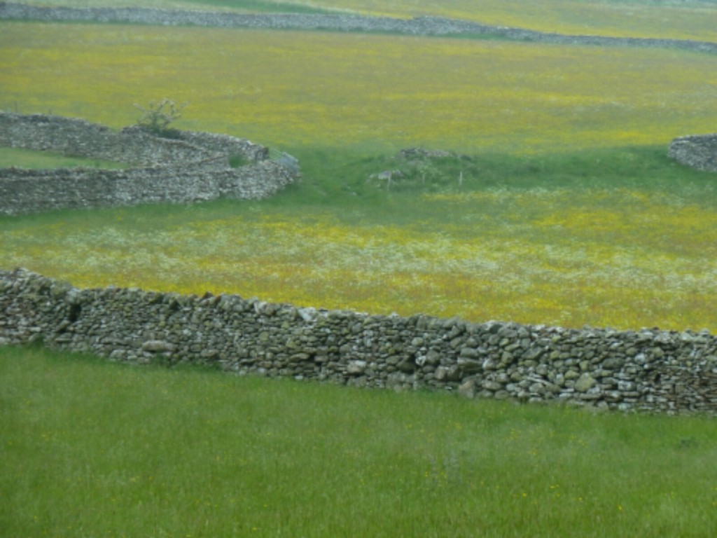 Fields of buttercups