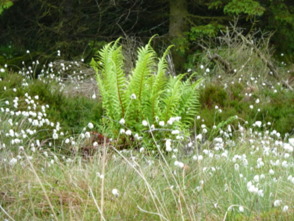 Ferns and bog cotton