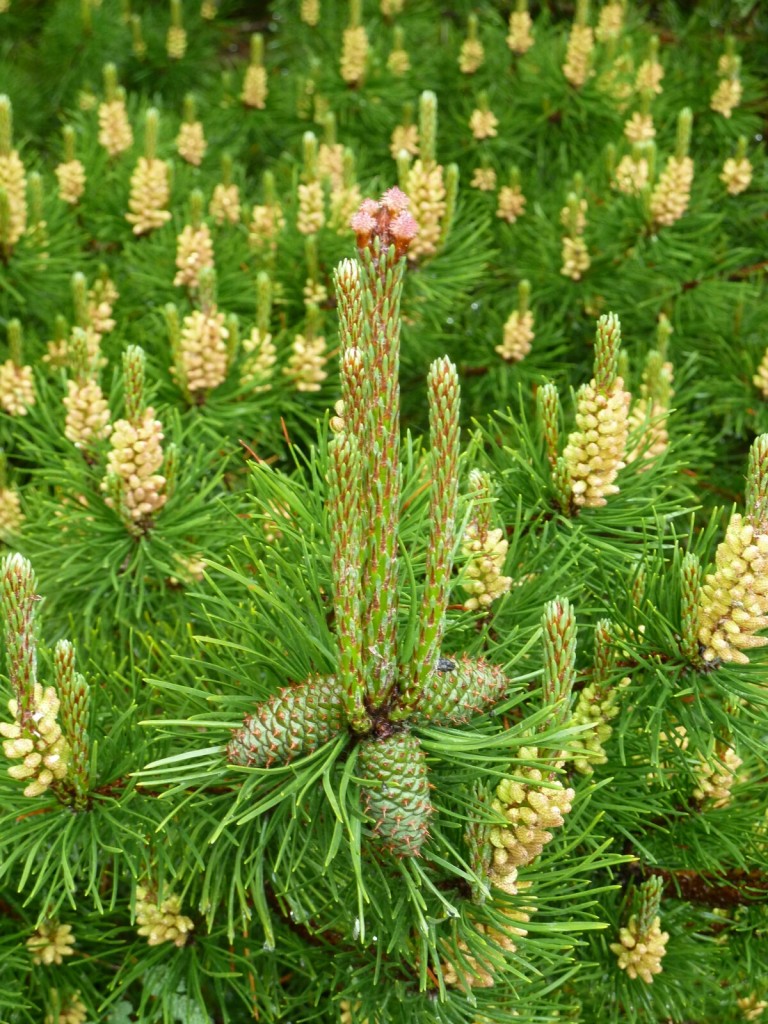 A Scots pine coming into flower