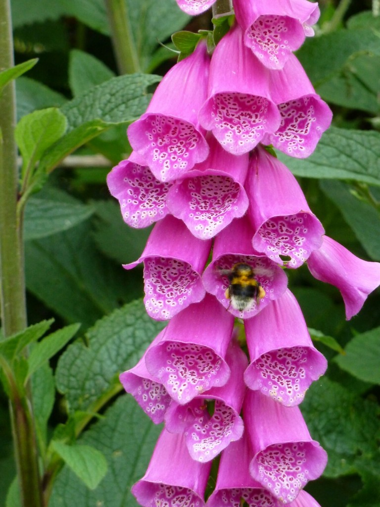 Bee in foxglove 