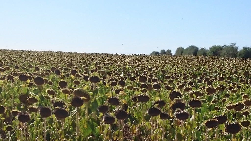 Sunflowers ready for harvest 